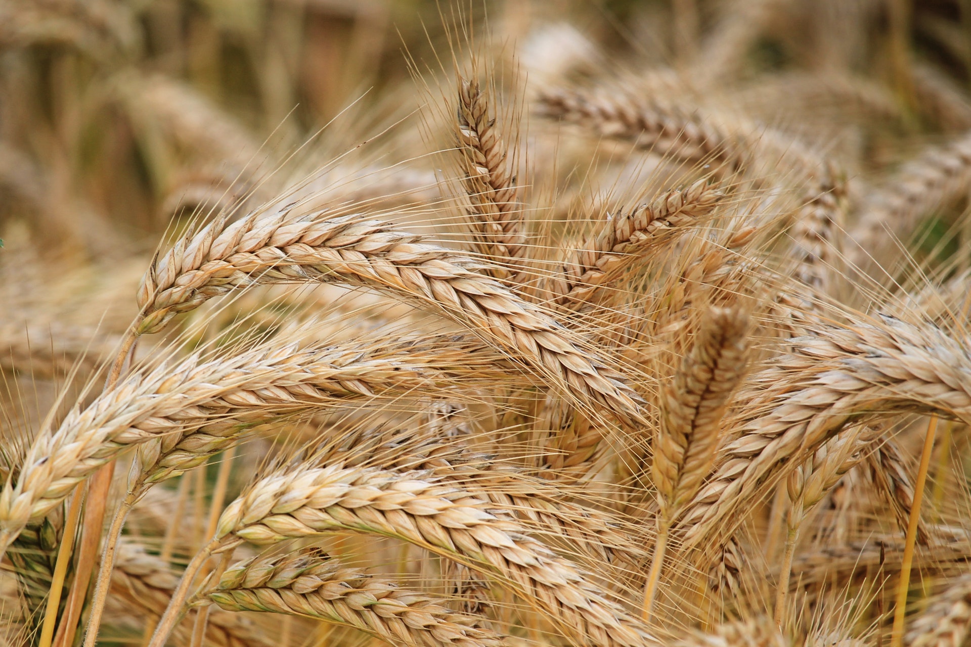 Wheat Yield Partnership funds eight projects